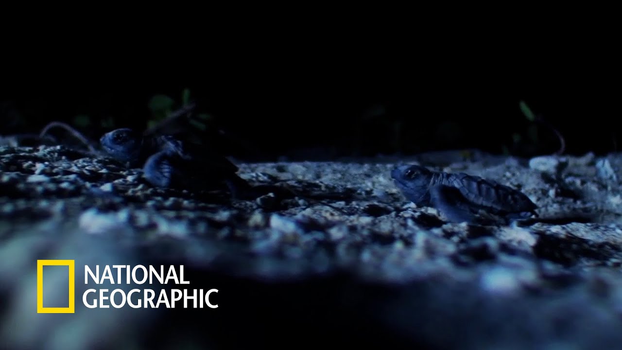 ⁣생존 확률 천분의 일, 바다를 향해 나선 새끼 바다거북