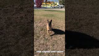 #k9 #police #dogcoach #policedogs #dogtraining #cops #dogpolice #dogtrainer #dog #dogs