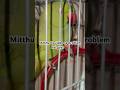 Mitthu ko video se problem h guys #parrot #shortsfeed #shorts #talkingparot