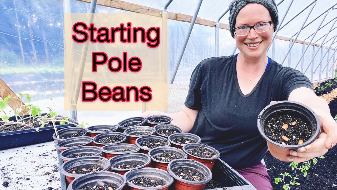 How To Start Pole Beans Zone 8b PNW YouTube