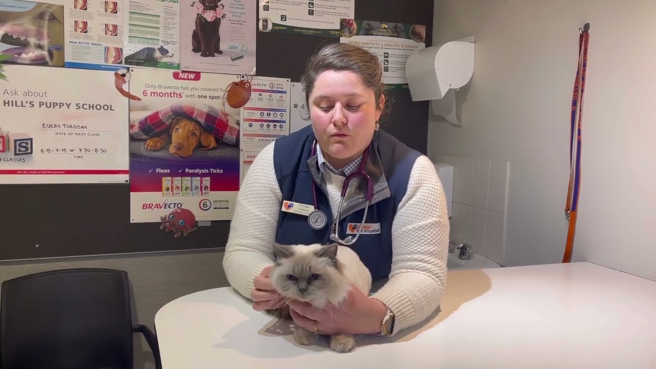 How to check a cat’s teeth