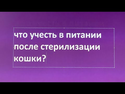 Что важно учесть в питании после стерилизации кошки?