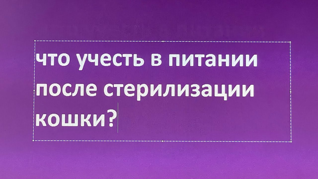 Что важно учесть в питании после стерилизации кошки? - YouTube