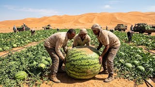 Detailed Unbelievable! They grow GIANT watermelon in the desert! Information