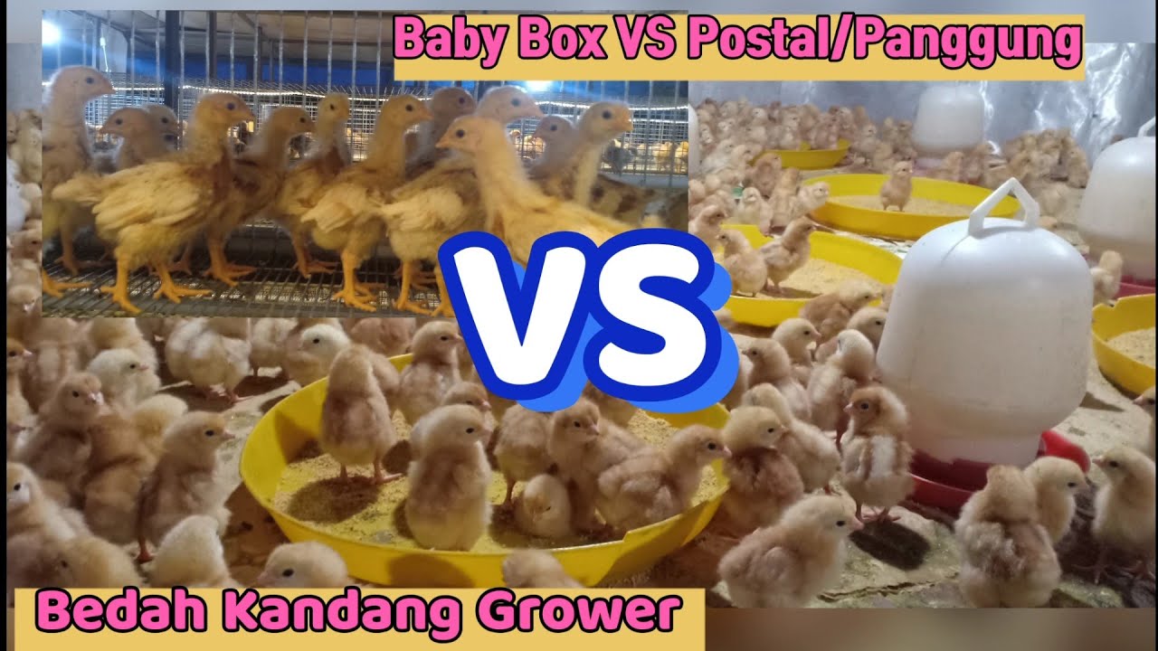 Kandang Baby Box VS Kandang Panggung || Mana Lebih Bagus?