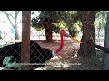 Video of Ostrich fed with a Mango leaf at Kofa Gamji
