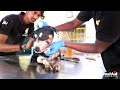 Cinnamon’s neck was seriously wounded… but watch her happy ending!