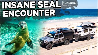 EPIC CAGE DIVES, SEALS & ROCKPOOLS | PORT LINCOLN