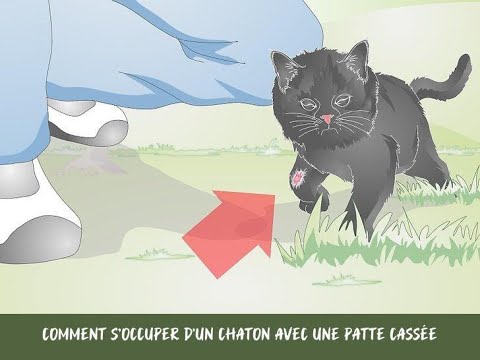 Vidéo: 13 produits pour animaux de compagnie très chers