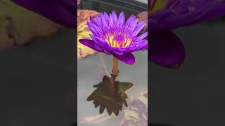 Nymphaea Tanzanite Nelumbogarden