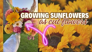 My BEST Tips for Growing Sunflowers for Cut Flowers!