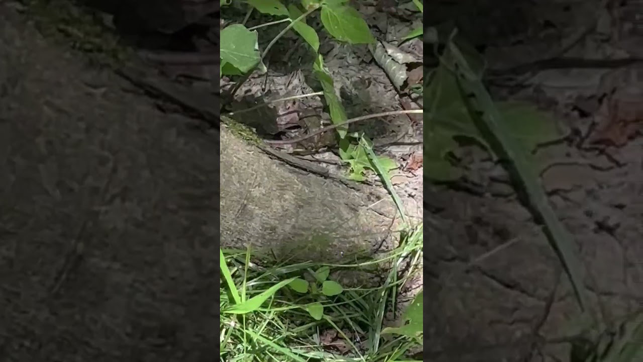 When you see a Rare Frog in the Woods! (1 of 1) Only one in existence, super rare! 