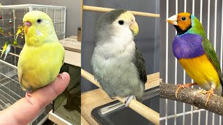 Kuş Odası Vlog Muhabbet Kuşu Ve Yeni İspinozlarım