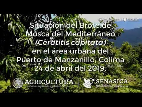 Vídeo: Vibrante Mosca Da Fruta Mediterrânea