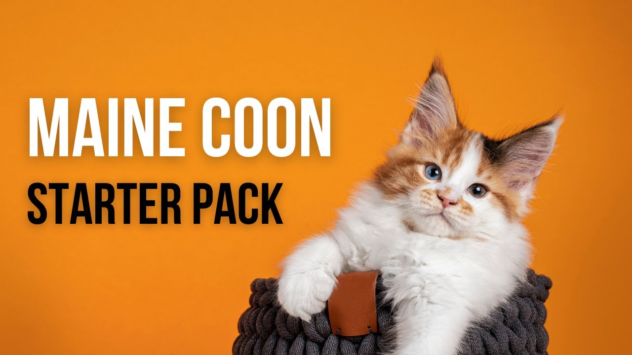 10 Maine Coon Care Tips Every New Owner Needs to Hear