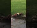 Pheasant and Rabbit having lunch together
