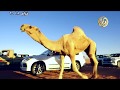 مسيرة الفحل خزام 2018 لمالك الابل تركي بن حديجان بن حجنه