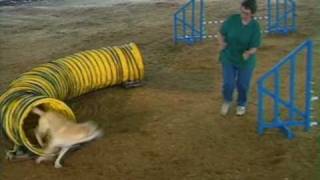 Competitive Agility Training with Jane Simmons-Moake- Sequence Training