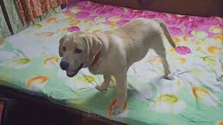 Labrador puppy playing on the bed 🐕❤️ labrador retriever funny video ❤️🐶