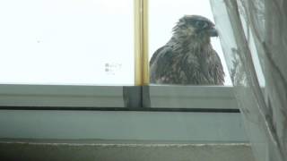 Kartallar Yüksek Uçar-1.Bölüm-27.Kat-Esenyurt-22112012