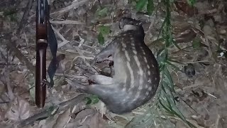 Hunting a paca using mango bait was hard work, but it was successful.
