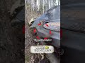 a MAIOR MAQUINA de cortar arvores do MUNDO! #curiosidades #viral