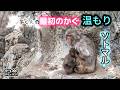 パンチくんを抱きしめるソトマルおじさん. 本当の親子のような絆🐒#パンチくん #ソトマルおじさん #市川市動植物園 #猿 #動物の絆 #癒し動画
