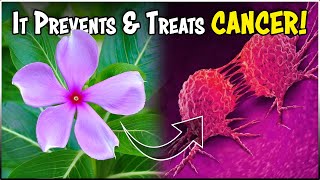 Miraculous Plants and Herbs for Treating and Preventing Cancer | Boost Your Health Naturally!