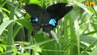Butterflies of Taiwan  /  Papilio paris nakaharai Shirôzu 琉璃翠鳳蝶  ( 2016 Ultra HD 4K HDR)