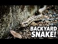 Massive Snake in my Durian Orchard!