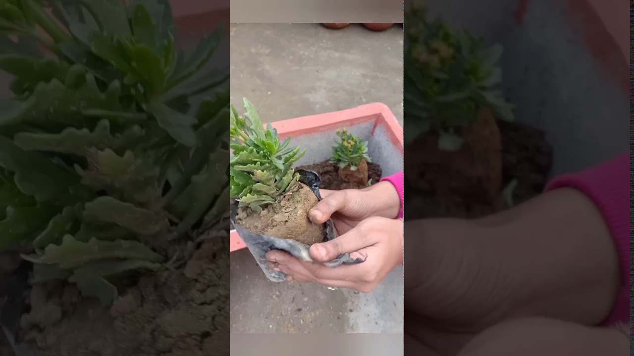 Kalanchoe repotting of kalanchoe 🌷plant with care & profit . YouTube