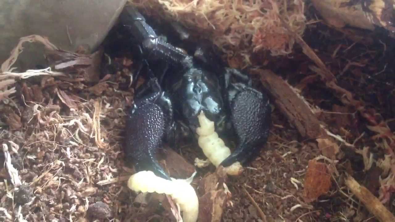 feeding milksnake waxworms