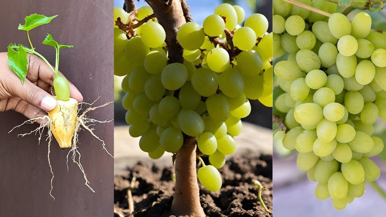 Grow grapes in banana || how to grow grapes🍇
