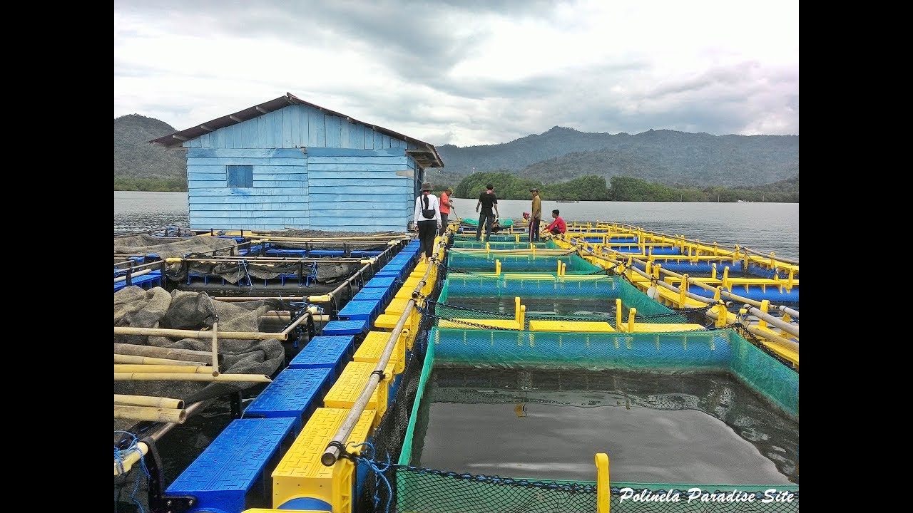 KJA (Keramba Jaring Apung) Budidaya Perikanan POLINELA (Politeknik Negeri Lampung)