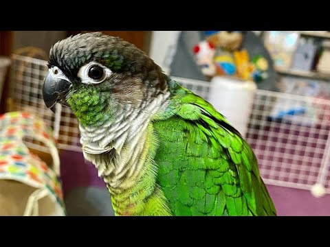 Video: Indijski Ringneck Parakeet