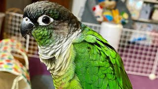 Green Cheek Conure Talking & Sounds Talking Parrot