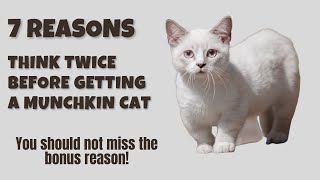 7 Reasons You Should Think Twice Before Getting a Munchkin Cat