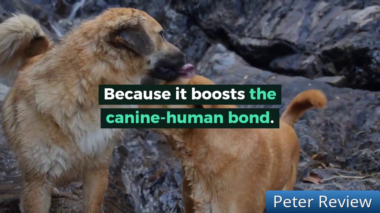 Brain Training Exercises For Dogs - Must Read First Before You Order!