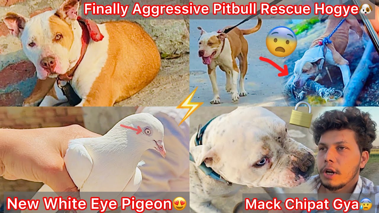 Finally Aggressive Pitbull Rescue Hogye🐶New Pigeon Liya🕊️Mack Or Tarzan Ko Dekhne Gye😨But