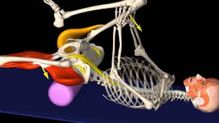 Learn all about the Thomas test stretch