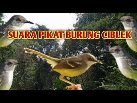 suara pikat ciblek sawah dijamin ampuh