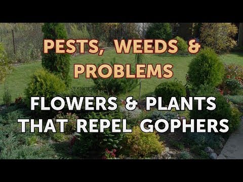 What Plants Will Gophers Not Eat