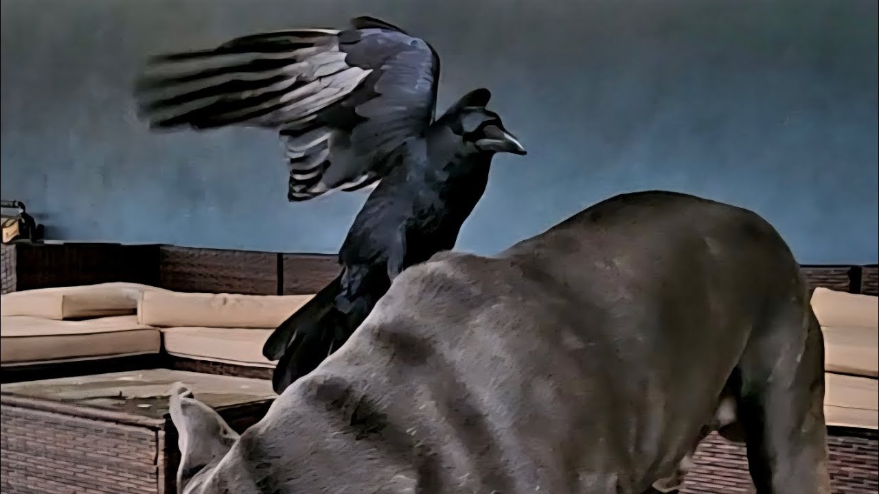 Feeding Time and Raven Trying To Scavenge and Steal. 