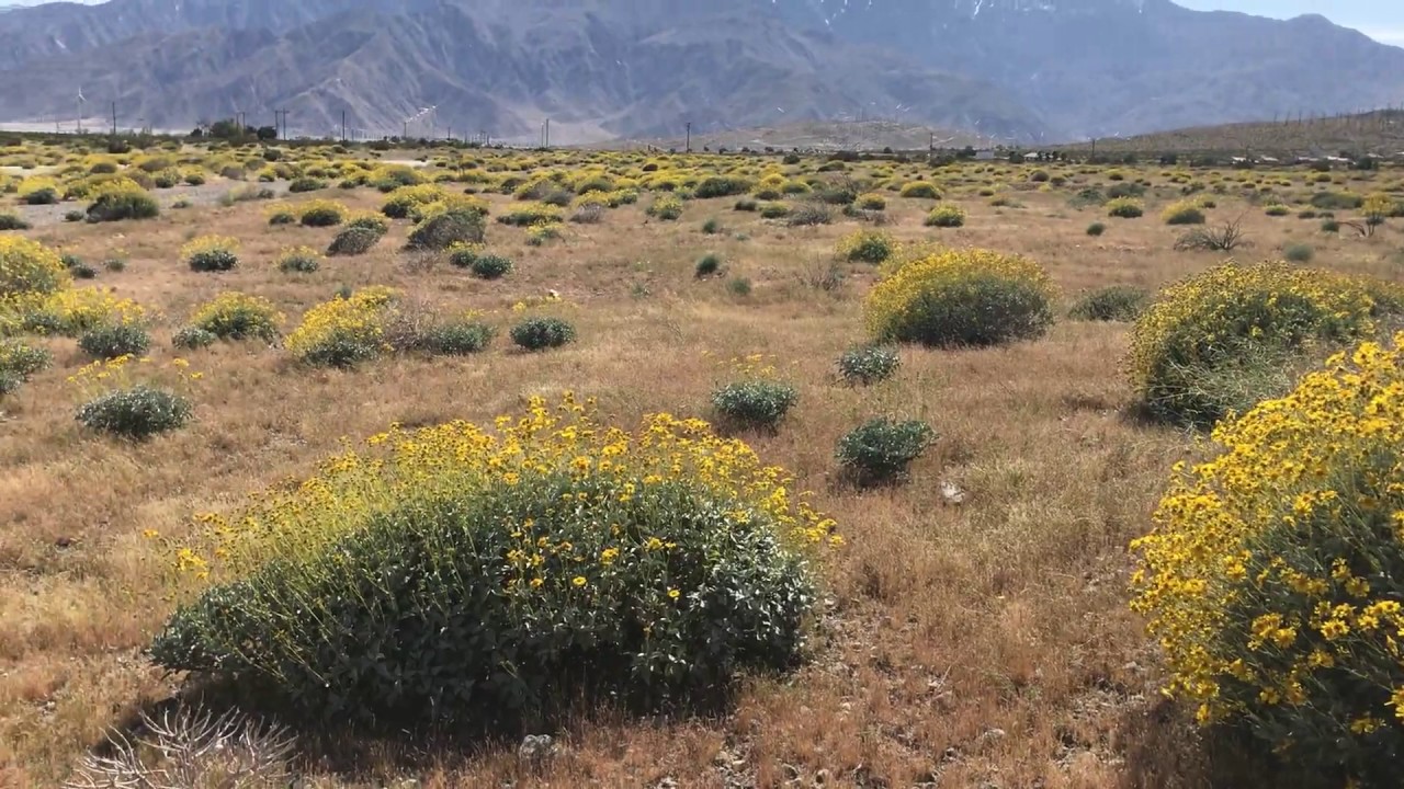 Brittlebush Desert Flower Part8 YouTube