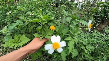 Công dụng của việc để cỏ trong vườn cây.