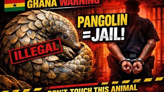 This Animal Can Send You to Jail in Ghana (Pangolin Law Explained)