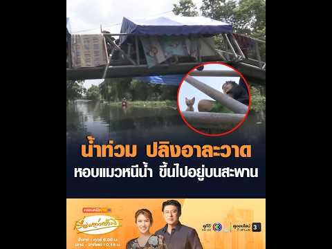 Flooding: Leeches on the rampage, fleeing the water with cats to live on a bridge