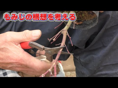 値引き、必見！完成木　山もみじ、３０年以上持込 mqdefault.jpg