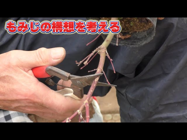 Thinking about Momiji's future plans - YouTube
