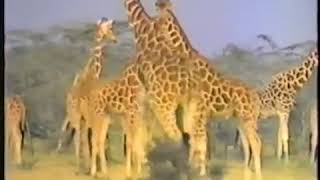 Animal alphabet